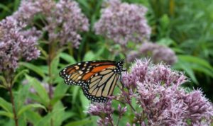 Wildflowers blooming in a lawn with a bee and butterfly feeding on them.