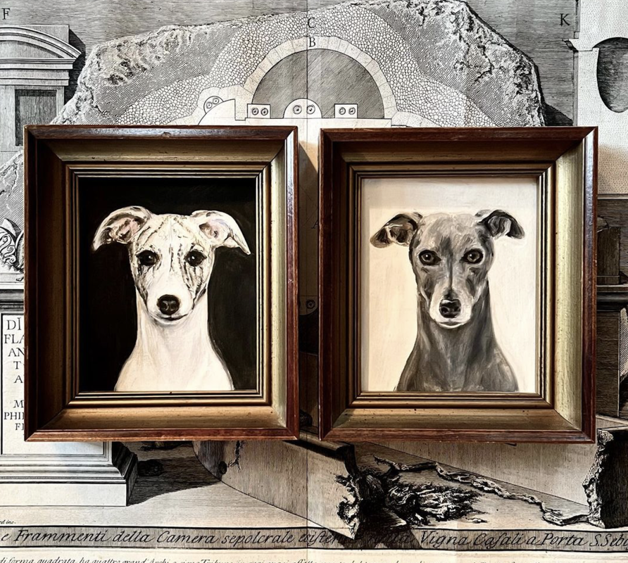 Photos of Whippets by Susannah Carson